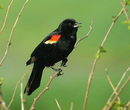 Photo of Red-Winged-Blackbird