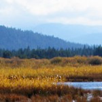 angora-creek-restoration-lake-tahoe