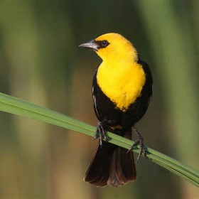 yellow-headed blackbird_photo by Brian Tang