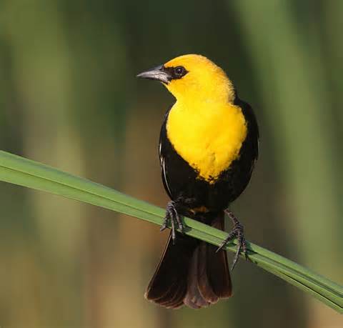 yellow-headed blackbird_photo by Brian Tang