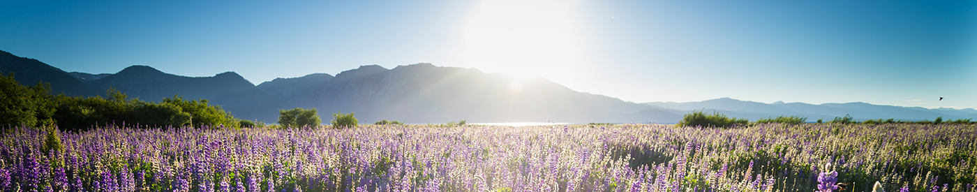 Upper Truckee Marsh