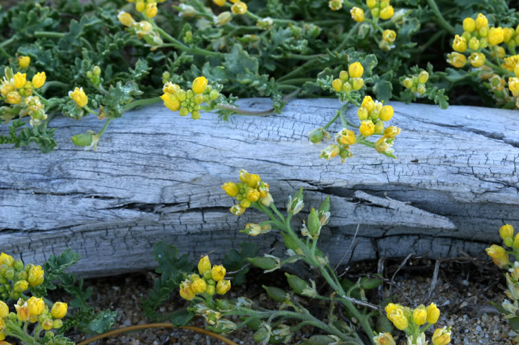 Tahoe Yellow Cress - USDA Forest Service