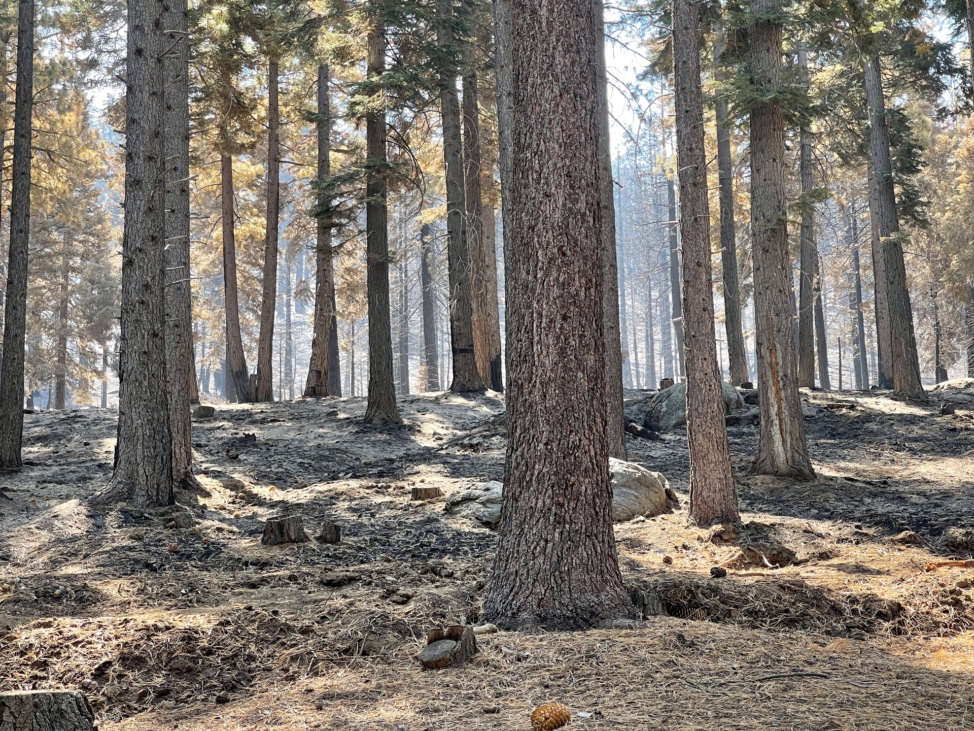 Forest after the Caldor Fire