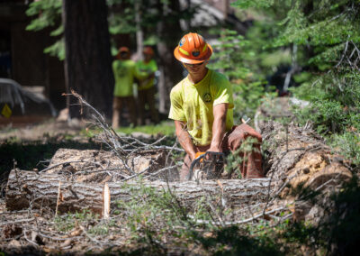 A crew member cuts a downed tree into rounds for fuelwood.