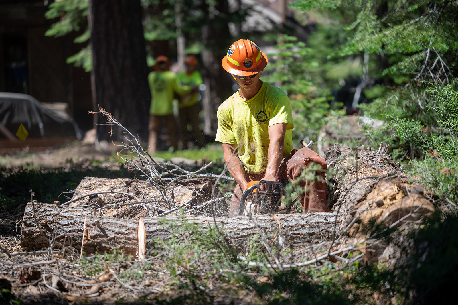 A crew member cuts a downed tree into rounds for fuelwood.