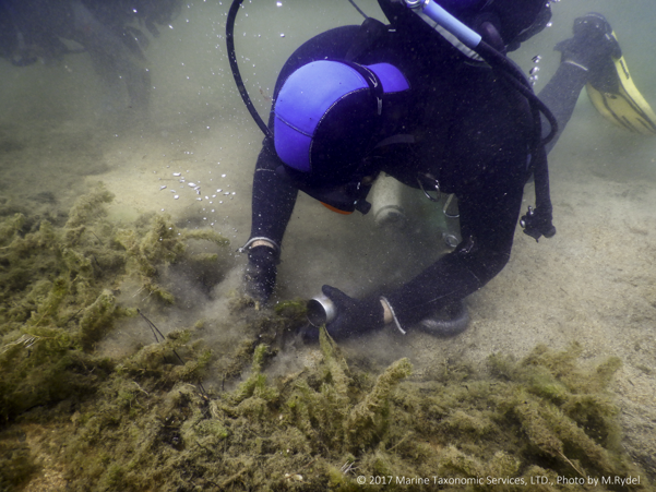 Diver removing aquatic invasive plants by hand.