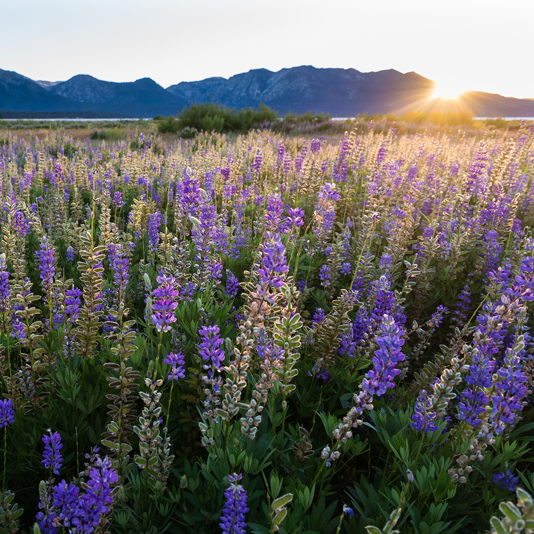 flowers and mountains at sunset