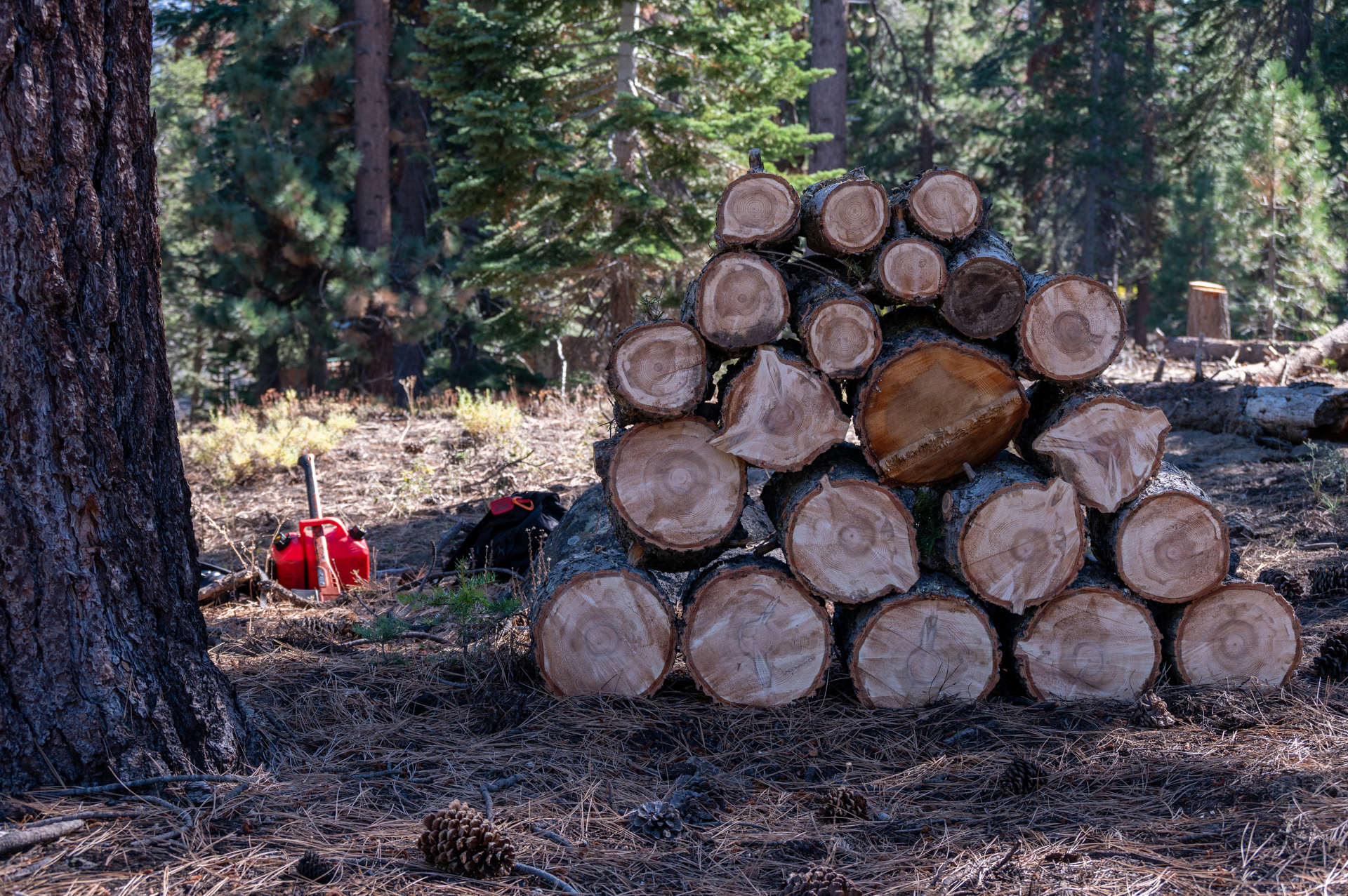 Stacked fuelwood left for free pickup for the public after CCCs were done thinning a Conservancy lot