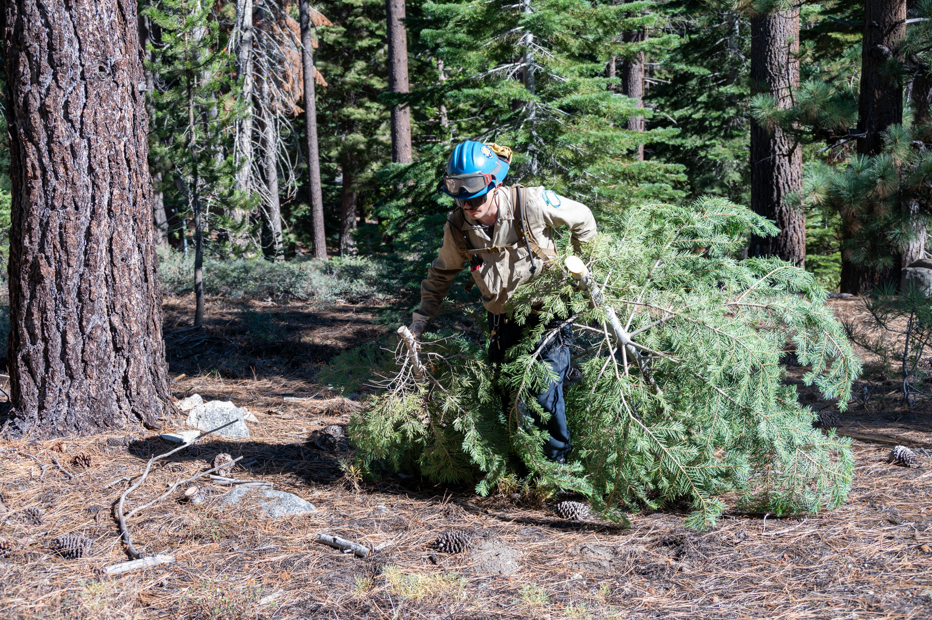 A CAL FIRE California Conservation Corspmember thinning Conservancy land in El Dorado County