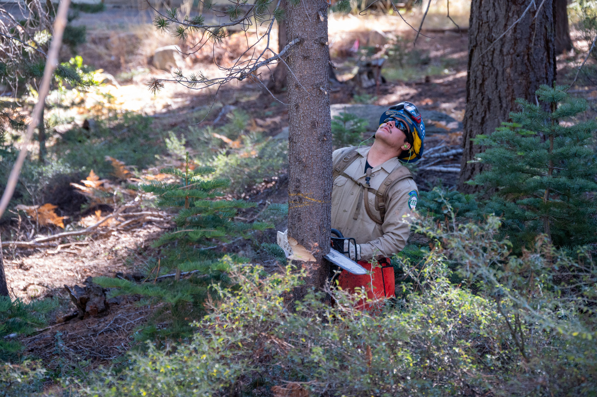 A CAL FIRE California Conservation Corspmember thinning Conservancy land in El Dorado County