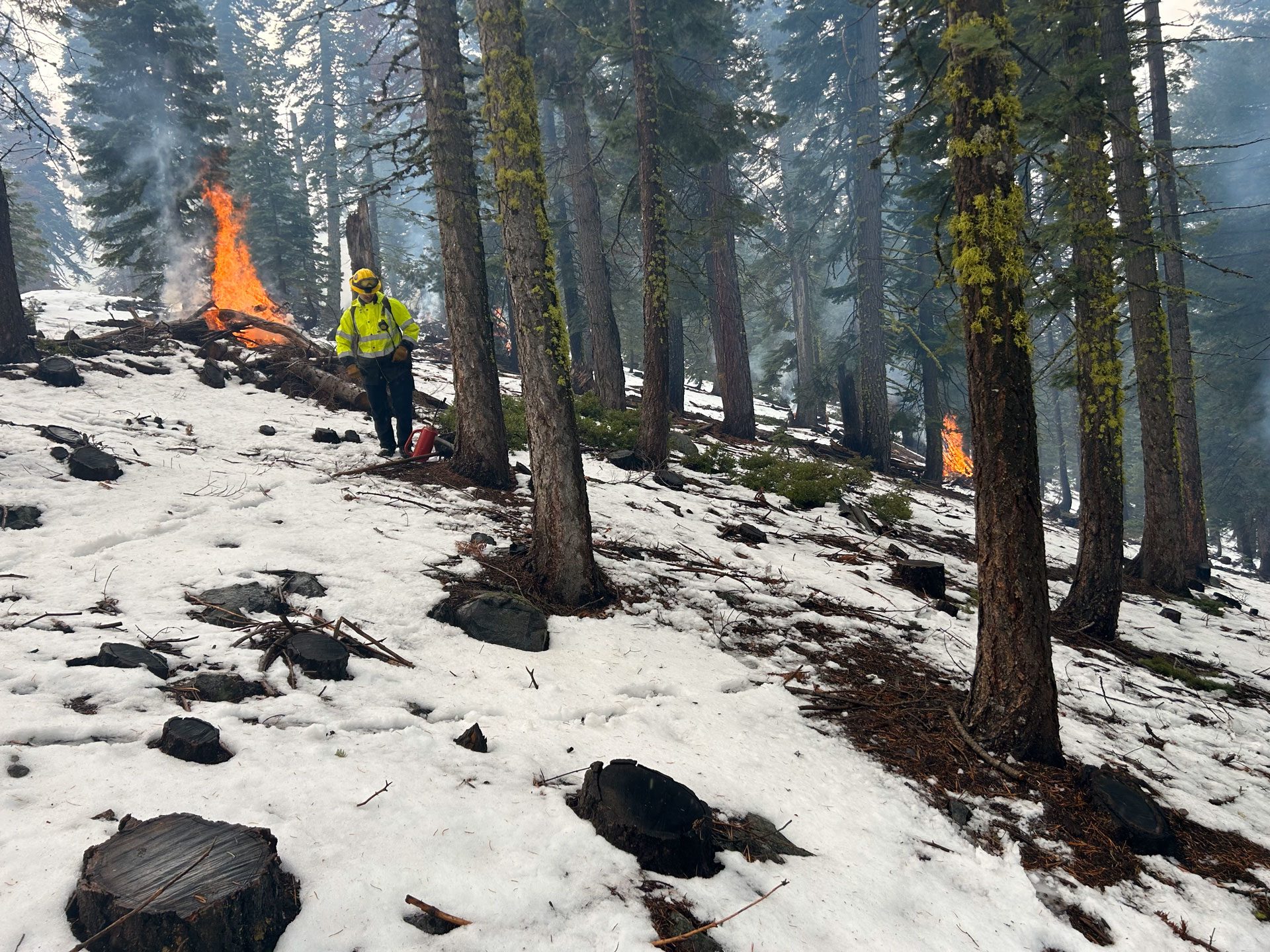 A firefighter in a yellow fireproof coat and helmet, engaged in a prescribed fire operation in a forest in winter, with snow on the ground and piles burning.