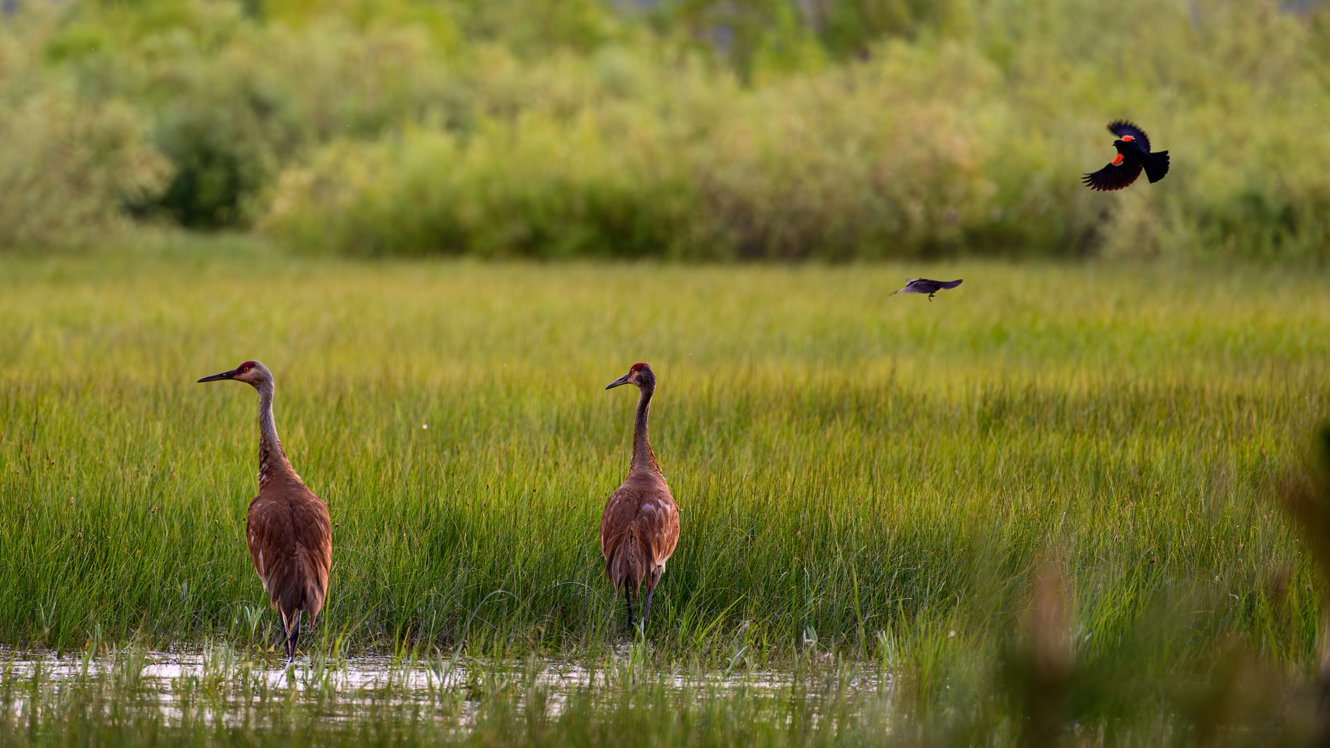 A pair of Sandhill cranes standing in the Upper Truckee Marsh, with red-winged blackbirds flying overhead.