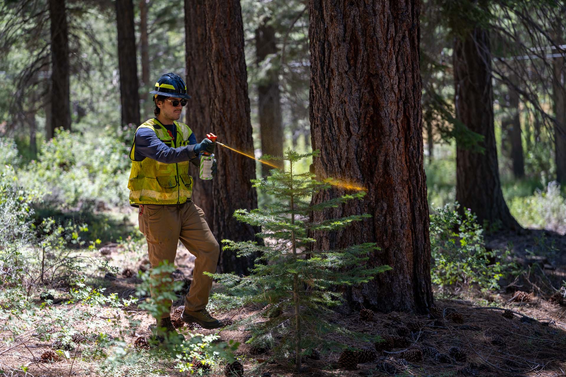A Conservancy forestry aide marking a tree on Conservancy land for a future forestry project in El Dorado County.