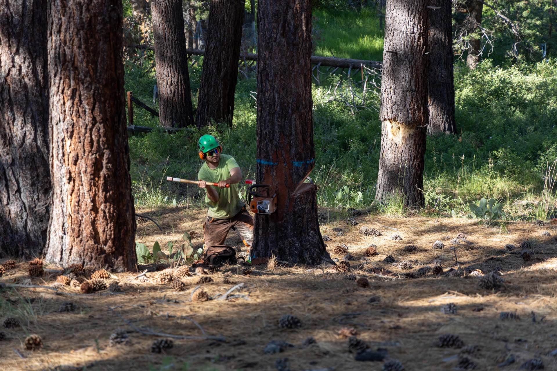A contractor's crew member felling a tree on public land for a Conservancy forestry project.