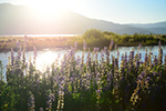 July 2025 Conservancy Newsletter