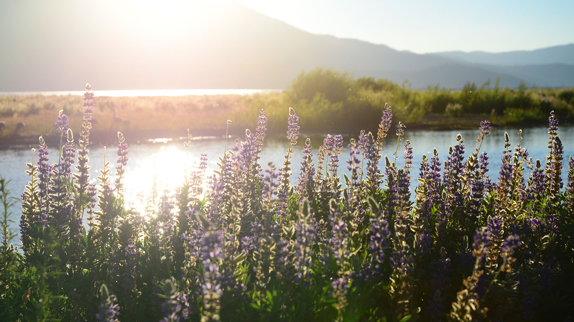 Upper Truckee River