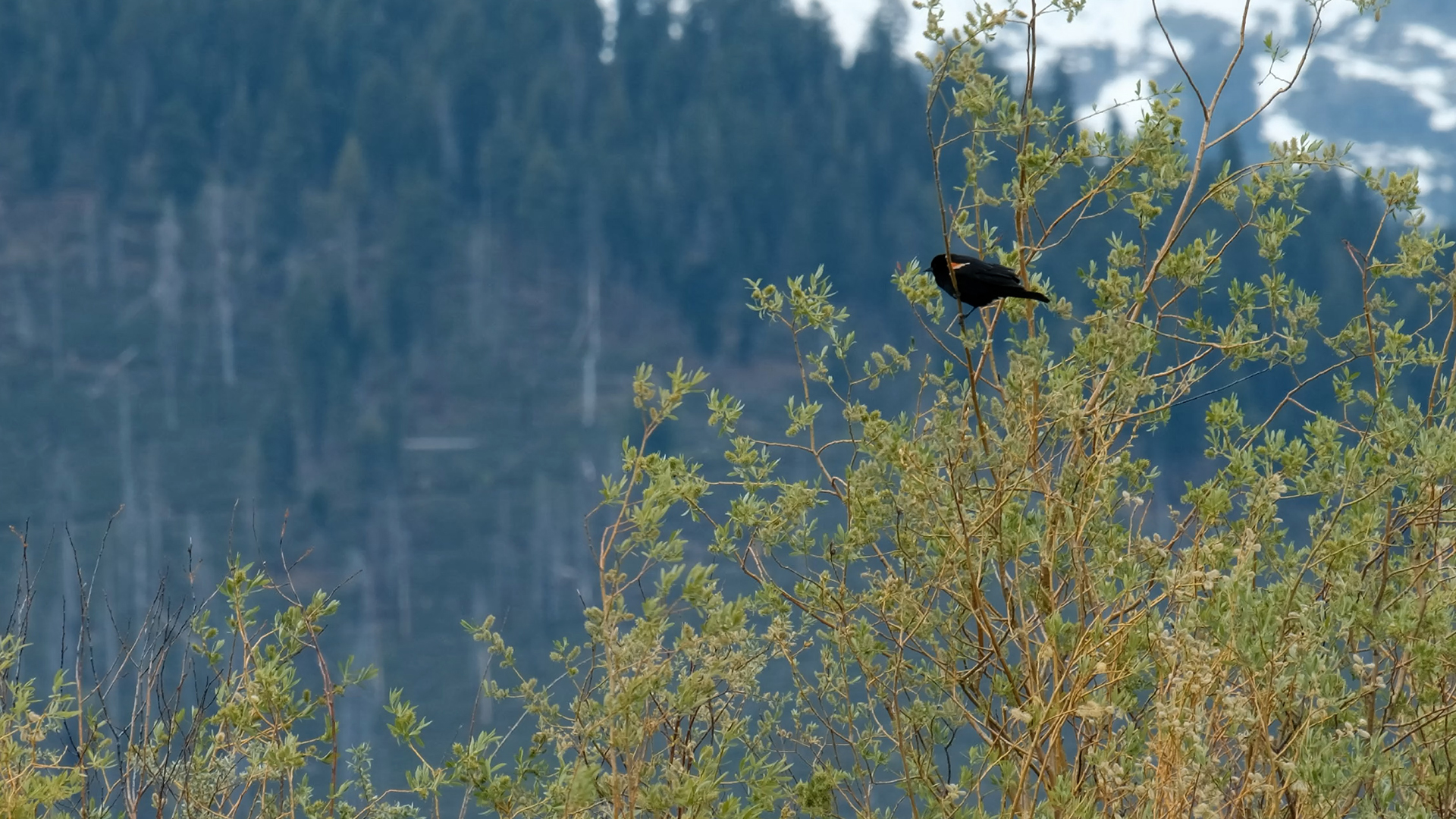 A red-winged blackbird at the Upper Truckee Marsh