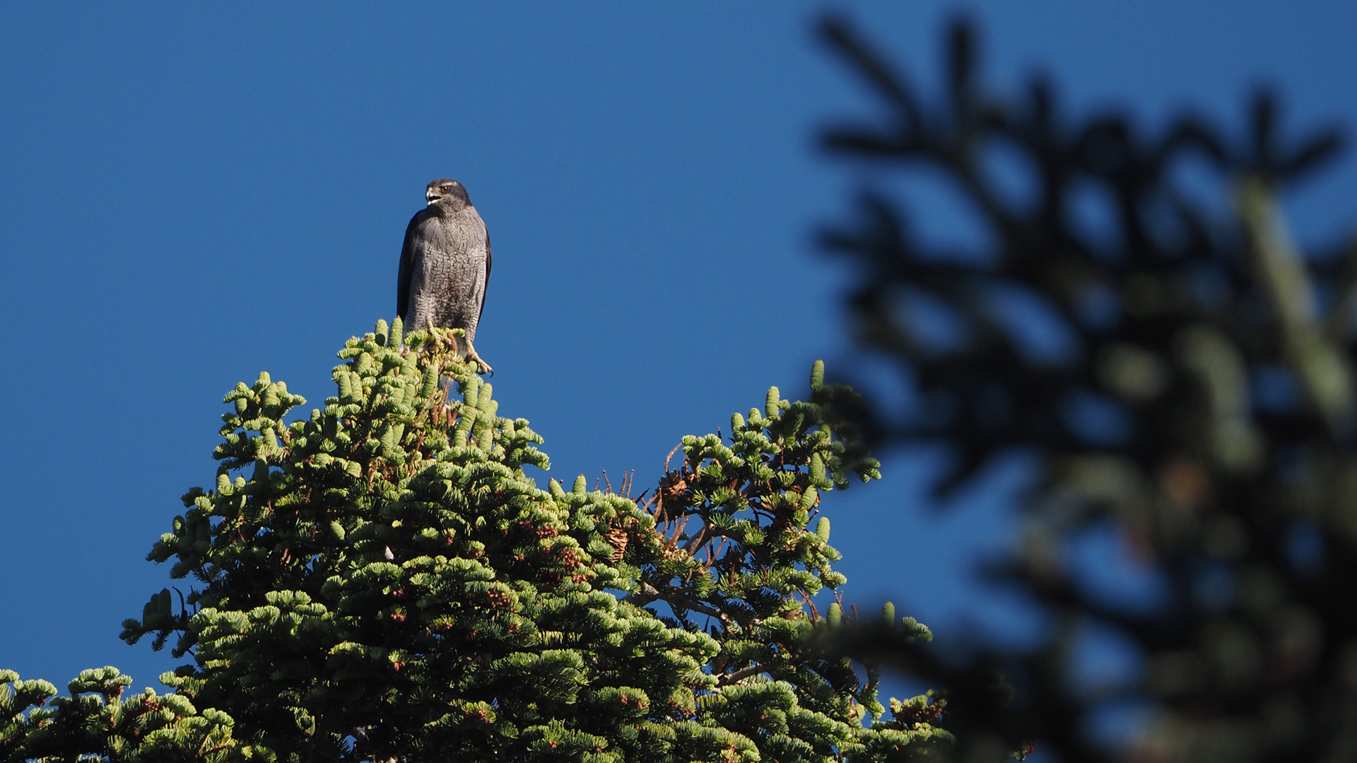 A goshawk guards its nest in a tree
