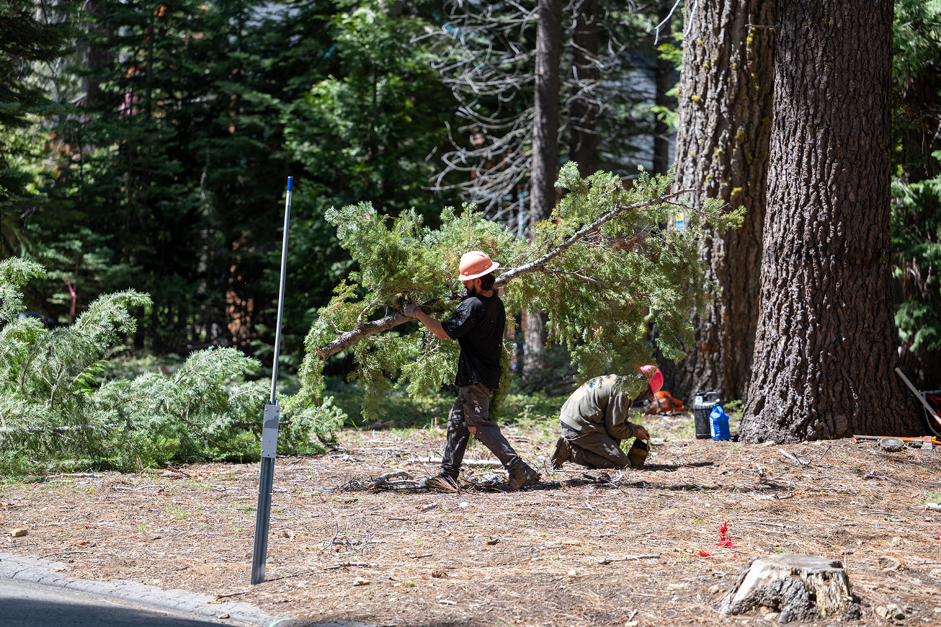 Forestry project on Conservancy land