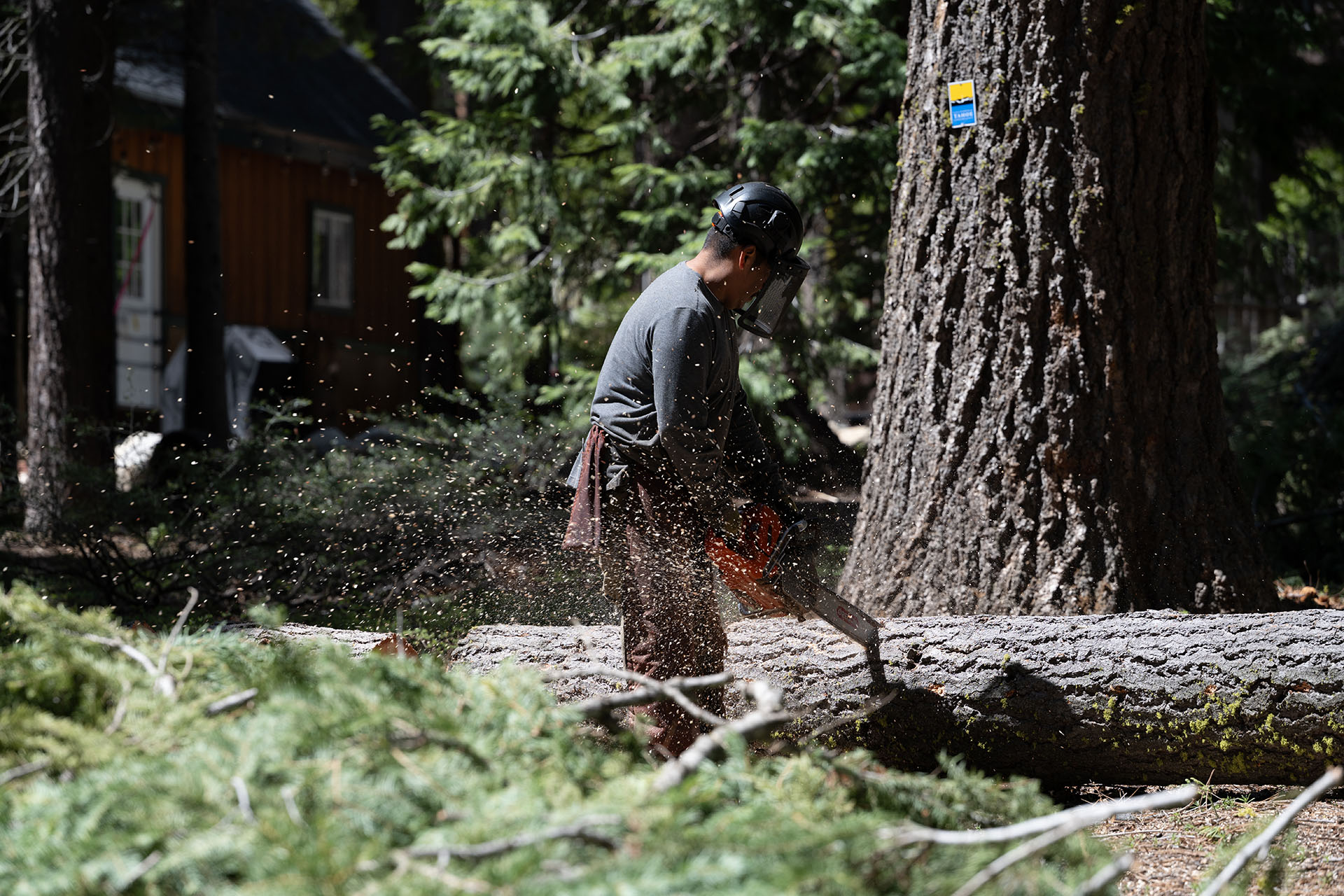 Forestry project on Conservancy land