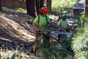 A person using a chainsaw to thin forest on public land in South Lake Tahoe